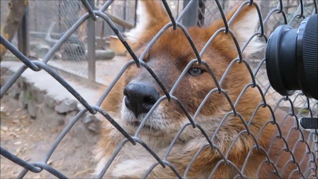 Гривистые и красные волки 25.10.2021