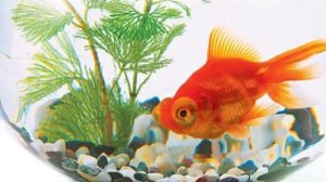 Рыбка рыбка помоги золотая сделай милость