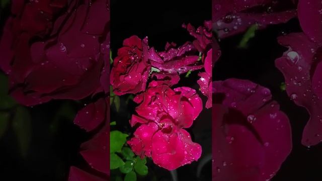 Rosa alba | Family : Rosaceae | Cultivated flower | Garden | Samir Maity. смотреть онлайн