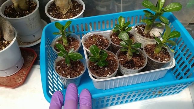 Сеянцы адениумов, такие разные. И немного цветения. смотреть онлайн