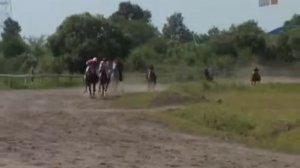 Цыганские лошади