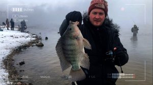 Тилапия. В поисках мечты.