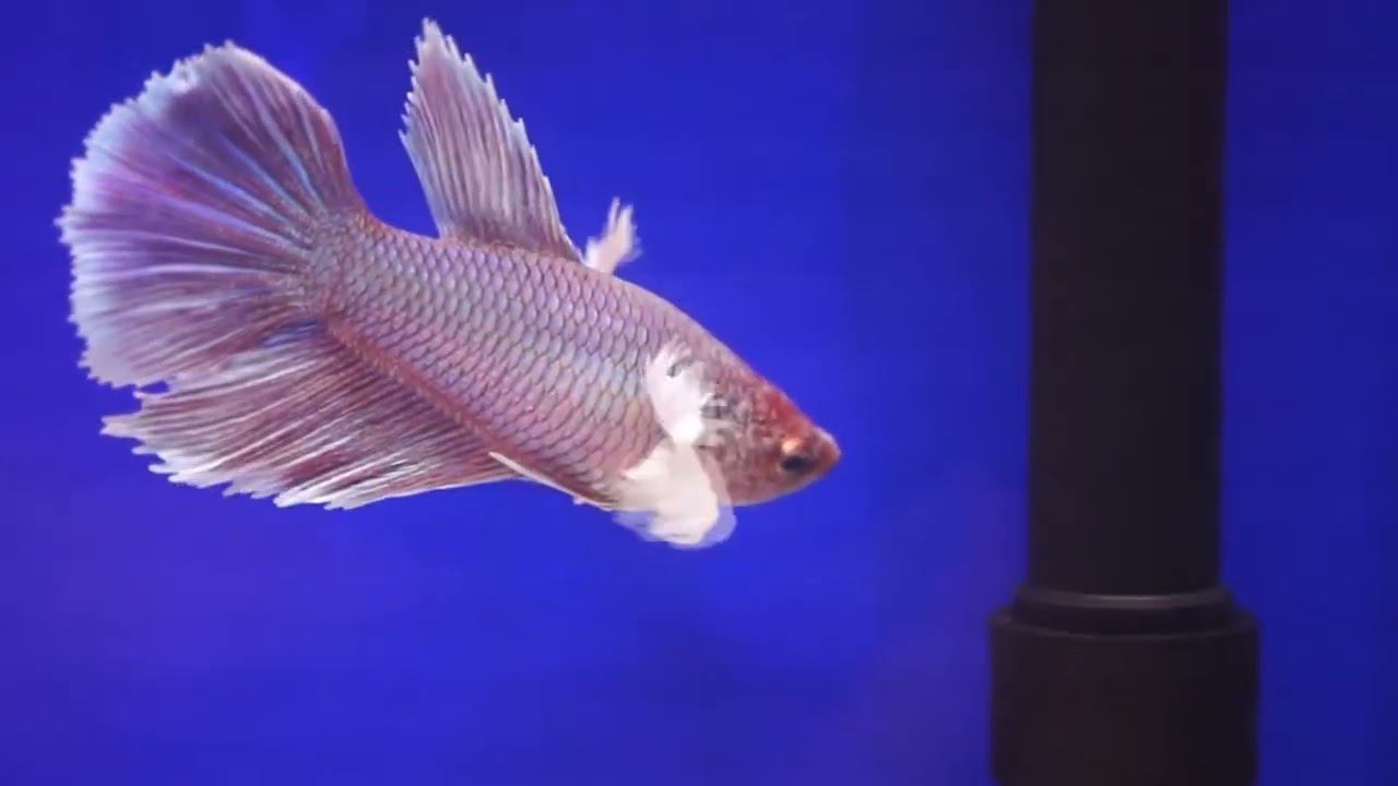 Рыбка петушок самки #bettafish #betta #aquariumfish #петушок #аквариумныерыбки #рыбка