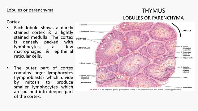 THYMUS HISTOLOGY смотреть онлайн