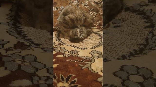 Кошка слушает В лесу родилась ёлочка на мотив К Элизе Бетховена смотреть онлайн