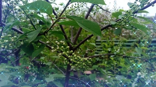 ... Черёмуха (20.04.2023г.)... первый день цветения... смотреть онлайн