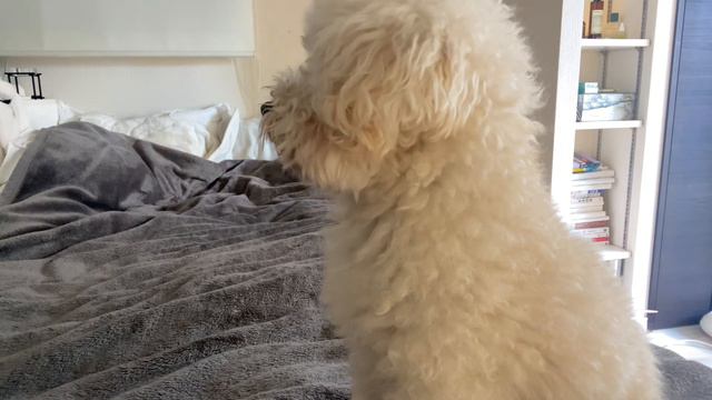 🐶愛犬とのお正月休み｜食べて寝て幸せな日々｜新年のご挨拶｜New Year's vacation with my dog｜Eat, sleep, and be happy. смотреть онлайн