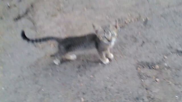 Удивительная кошка смотреть онлайн