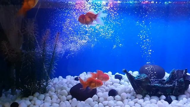 4 Gold Fish- newest addition to the family смотреть онлайн