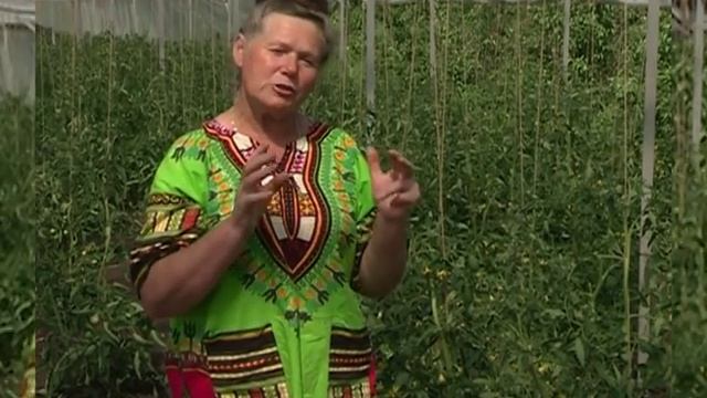 Желтеют листья томатов в теплице. Что делать? Агроном советует смотреть онлайн