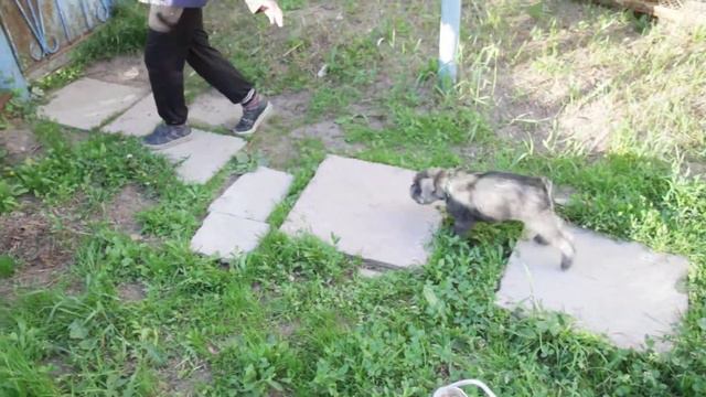 актировка сука зеленая лента двигается смотреть онлайн