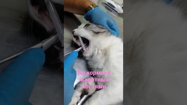 У котика застряла куриная косточка. Украл. смотреть онлайн