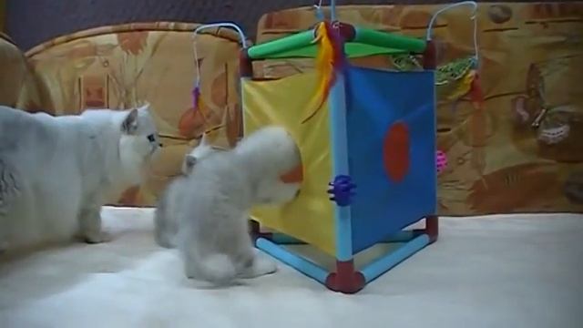Игровой домик для кошек Flipn Fun Cat Activity Center смотреть онлайн