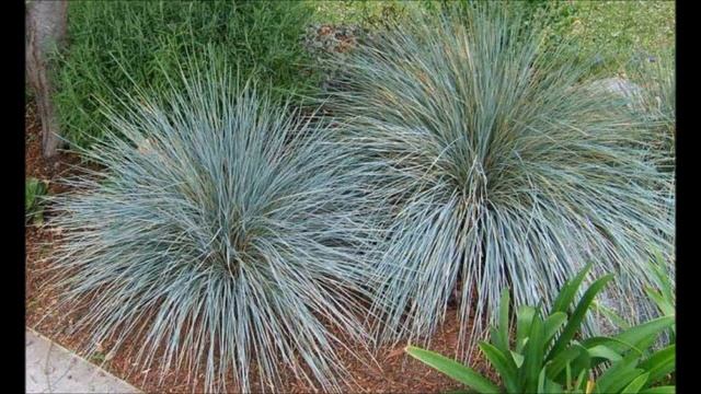 ЛУЧШИЕ ДЕКОРАТИВНЫЕ ЗЛАКИ? ДЛЯ ВАШЕГО САДА смотреть онлайн