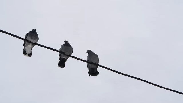 Тильда против голубей смотреть онлайн