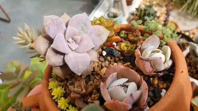 Conheçam a incrível coleção de Echeverias RARAS cultivadas no TEMPO do Jardim da Márcia! 🪴 смотреть онлайн