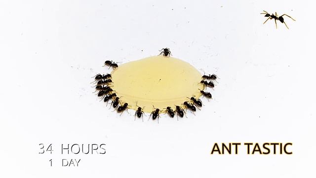 Ants vs Honey Time-lapse смотреть онлайн