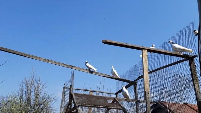Пермские голуби гривуны. Распогодилось.Приучаю пискунов. смотреть онлайн