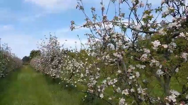 ПОЗДОРОВЛЕННЯ З ДНЕМ НАРОДЖЕННЯ ДЛЯ ТАНІ смотреть онлайн