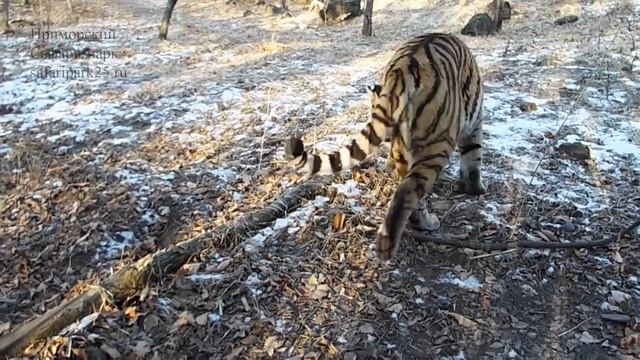 ТИГРА АМУРА ЗАБИРАЮТ ИЗ ПРИМОРСКОГО САФАРИ-ПАРКА. ЗАКОН ВЫШЕ ЗДРАВОГО СМЫСЛА смотреть онлайн