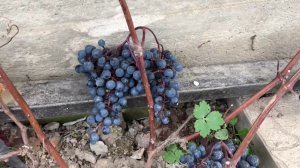 Виноград Экспресс
