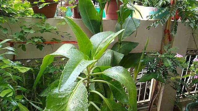 Bryophyllum | How to grow and take care of Bryophyllum | Miracle Plant смотреть онлайн