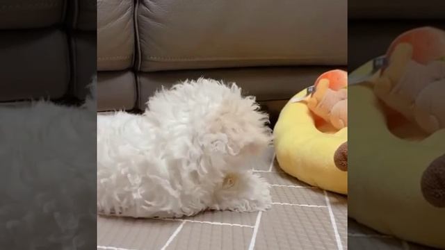 Мальтипу Мини Девочка. Мальтипу Питомник. Купить Мальтипу. +38063-613-28-34 смотреть онлайн