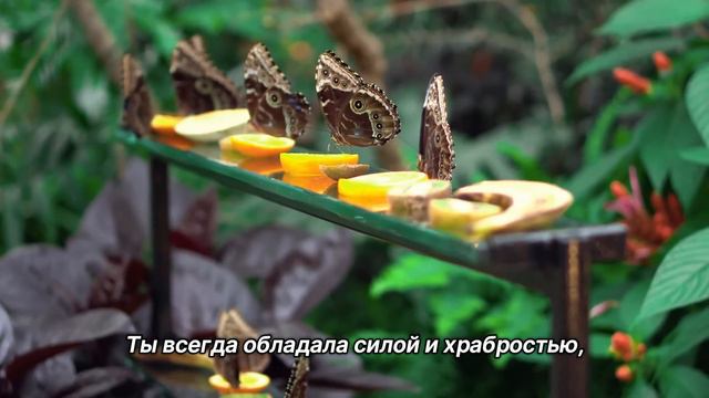 "Возмещение ущерба". 23 августа. Сегодня-лучший путь. Ежедневник для созависимых смотреть онлайн