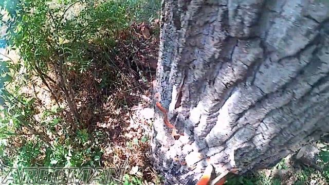 Как срезать дерево целиком Baseball Сase - Backing Tracks смотреть онлайн