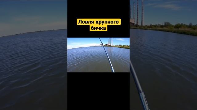 Ловля бичка на водохранилище #рыбалка #рыбалкапоплавок смотреть онлайн