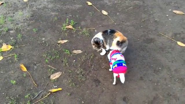 Что это ? смотреть онлайн