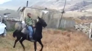 Обучение карачаевской лошади