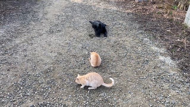 Восточно-европейская-овчарка 3,5 месяцев Гай! Команда лежать с котами! Железная выдержка!