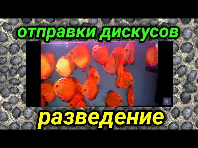 Отправки Дискусов и их разведение смотреть онлайн