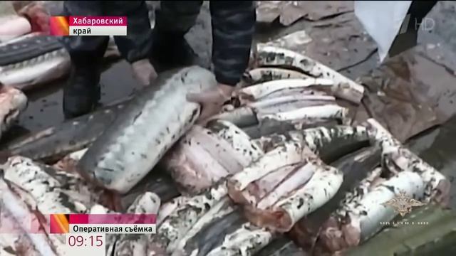 У жителя Хабаровского края изъяли 200 килограммов черной икры и почти тонну осетровых смотреть онлайн