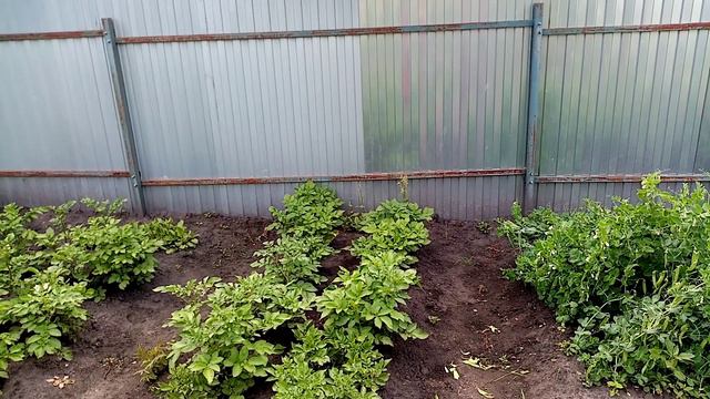 Как🌺🌺🌺 Цветёт моя 🥔🥔🥔Картошечка в 2023г. Разные сорта!!! 👍👍👍. 7 июля 2023г. смотреть онлайн