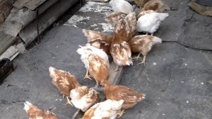 1,5месячные цыплята. Содержание и кормление.