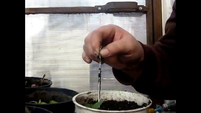 Обрезка, пересадка, черенкование фуксий весной. мой опыт. Часть 2 черенкование смотреть онлайн