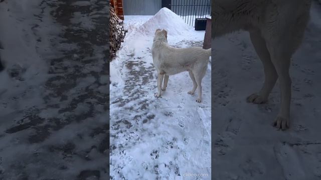 Новогодние каникулы продолжаются и мы продолжаем вас радовать. Домашний привет шлет Амур и Маша! 🎄 смотреть онлайн