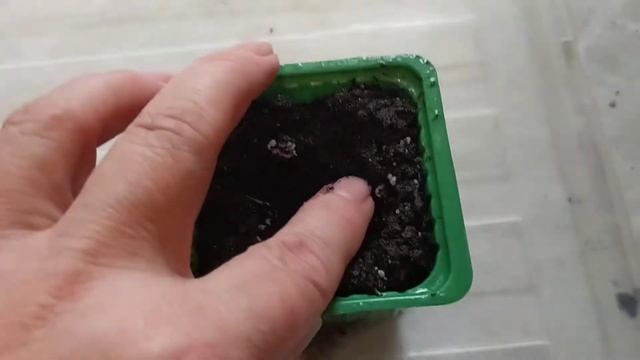 Как вырастить фиалку из листика. ???. смотреть онлайн