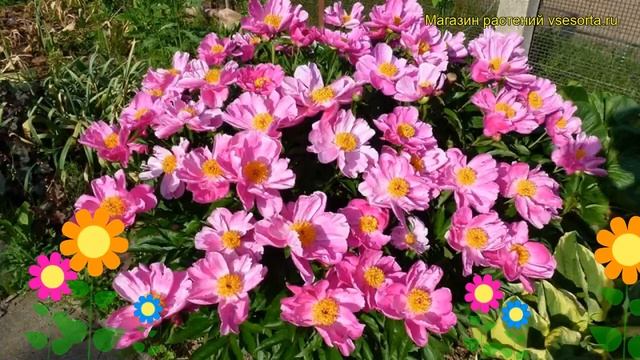 Пион молочноцветковый Литтле Медиcинеман. Краткий обзор paeonia lactiflora Little Medicineman смотреть онлайн