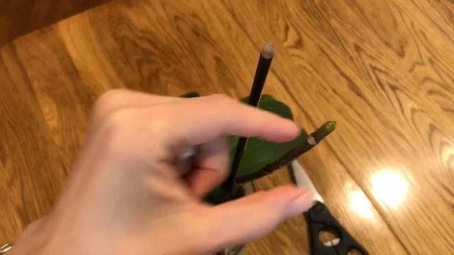 Как Обрезать ЦВЕТОНОС у Орхидеи смотреть онлайн