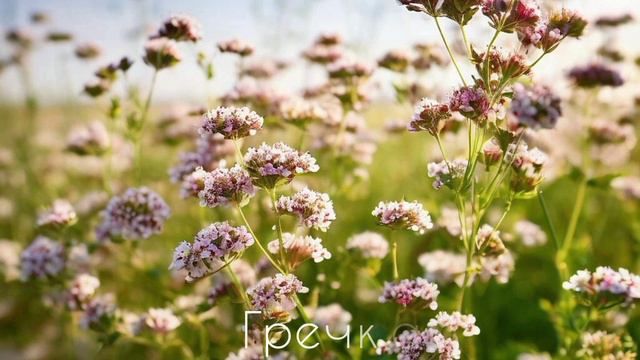 Презентация для дошкольников по теме "Какие бывают поля?" смотреть онлайн