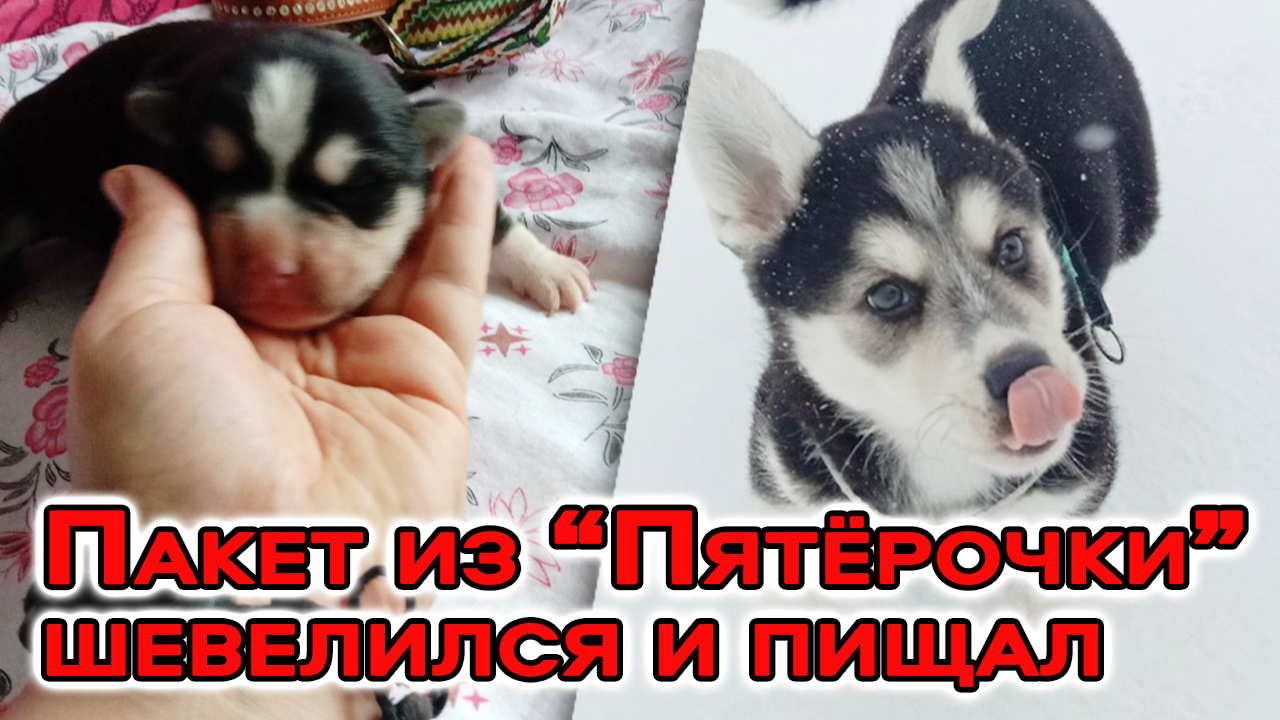 Пакет из “Пятёрочки” шевелился и пищал… В него запихнули 10 новорожденных щенят! смотреть онлайн