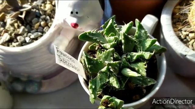 Олины Истории ?️ Влог#61 Красула,Новые сукуленты,Литопсы, Пересадила цереусы смотреть онлайн