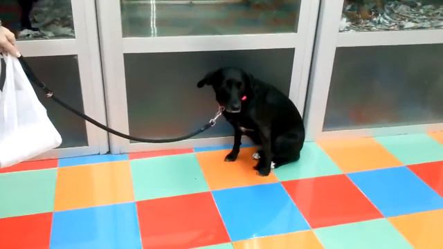 Bimba смотреть онлайн