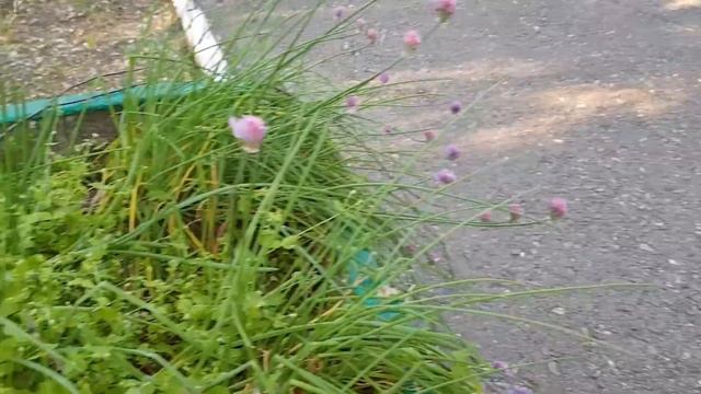 Декоративный лук Аллиум 1