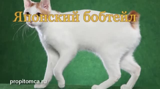 Японский бобтейл-описание смотреть онлайн