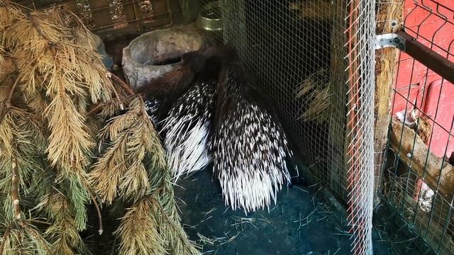 Аист, пеликан, журавль, косуля, дикобразы, ослик и гималайский мишка смотреть онлайн