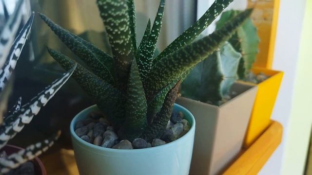 Мои суккуленты. Хавортии. Крассула. Гастерия. Уход за суккулентами. смотреть онлайн